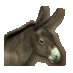 Donkey